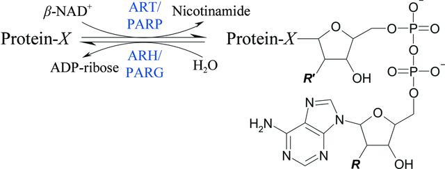 [Figure 1]