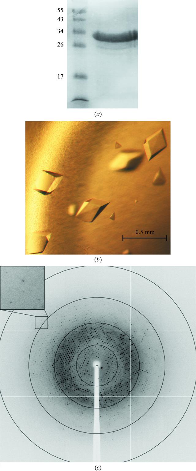 [Figure 1]