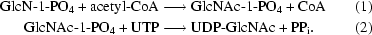 [\eqalignno {{\rm GlcN}{\hbox {-}}1{\hbox {-}}{\rm PO}_{4} + {\rm acetyl}{\hbox {-}}{\rm CoA} & \longrightarrow {\rm GlcNAc}{\hbox {-}}1{\hbox {-}}{\rm PO}_{4} + {\rm CoA} & (1)\cr {\rm GlcNAc}{\hbox {-}}1{\hbox {-}}{\rm PO}_{4} + {\rm UTP} &\longrightarrow {\rm UDP}{\hbox {-}}{\rm GlcNAc} + {\rm PP_{i}}. & (2)}]