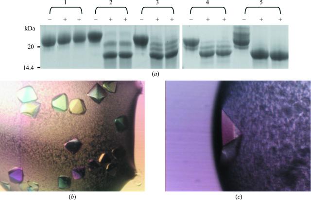 [Figure 1]