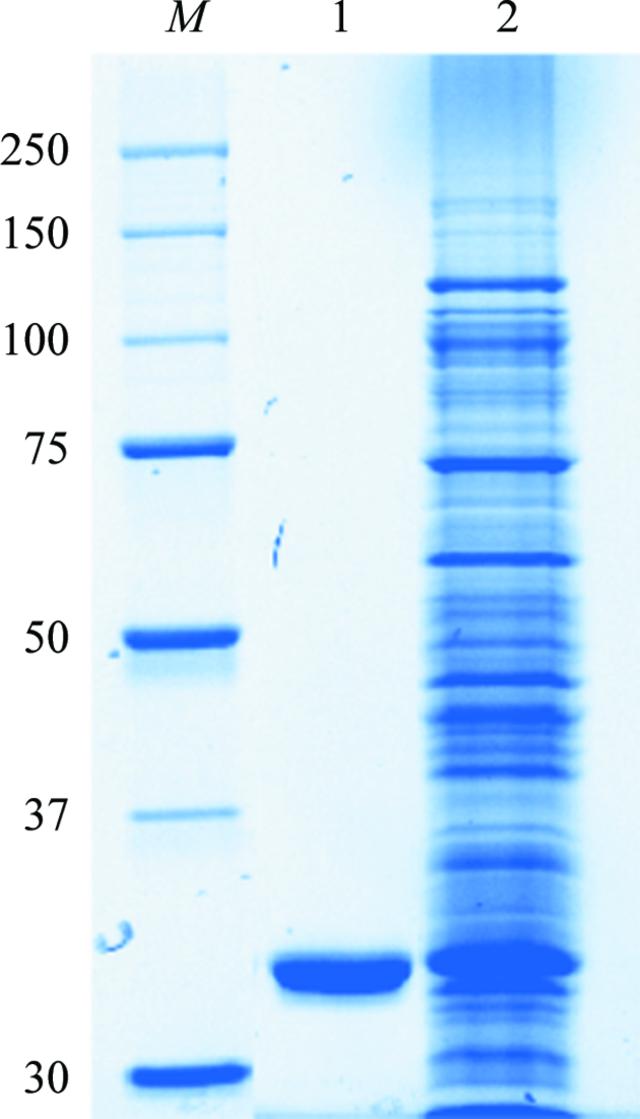 [Figure 1]