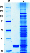 [Figure 1]