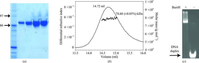 [Figure 1]