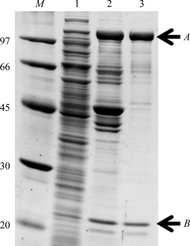 [Figure 1]