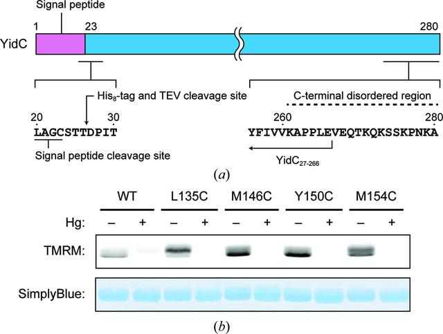 [Figure 1]