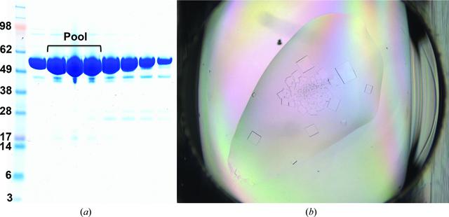 [Figure 1]