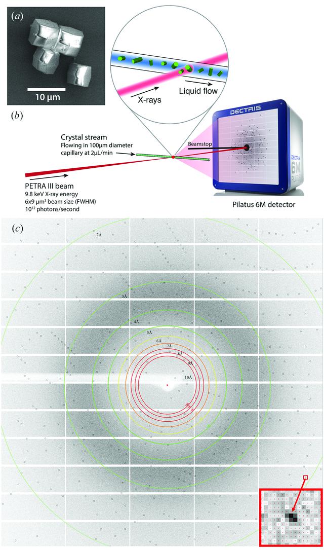 [Figure 1]