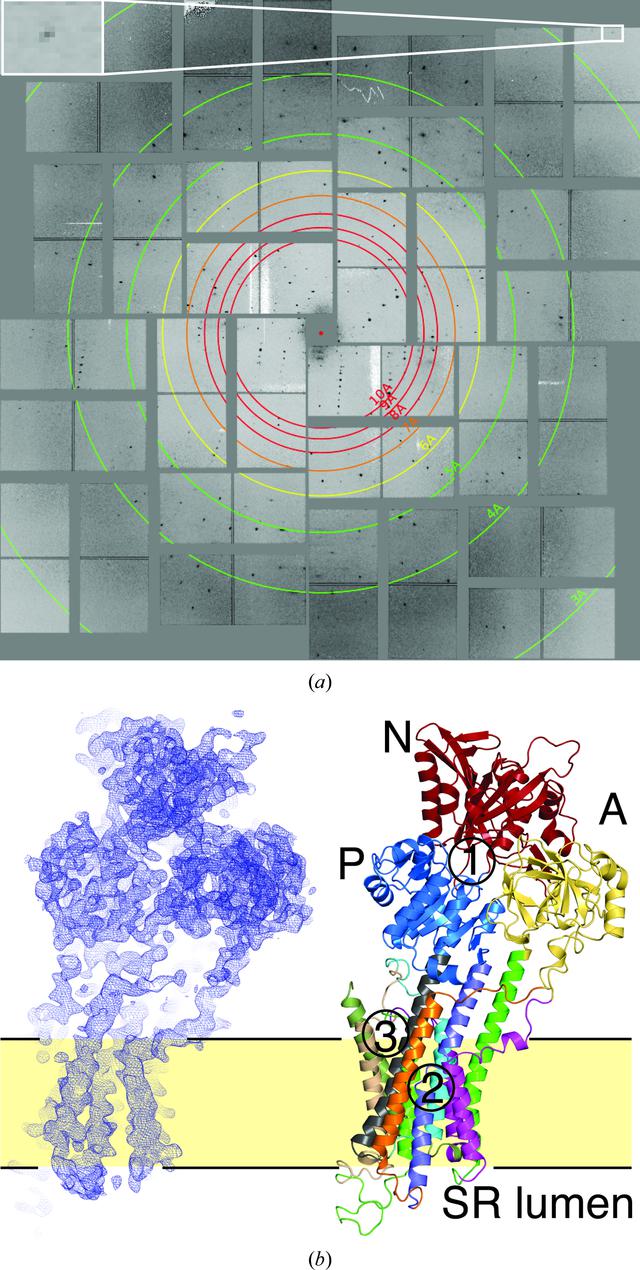 [Figure 1]