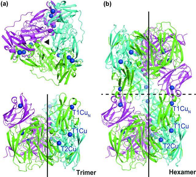 [Figure 1]