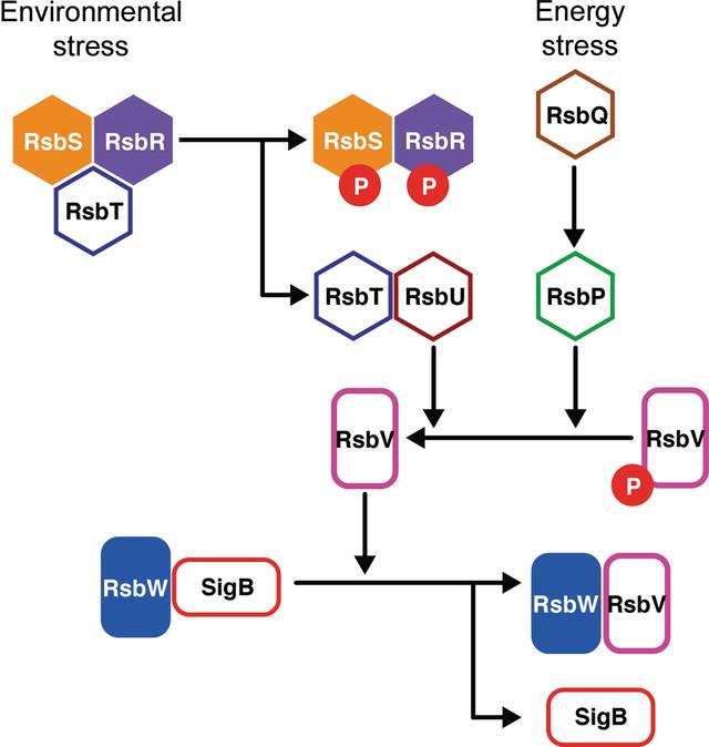 [Figure 1]