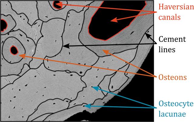 [Figure 1]