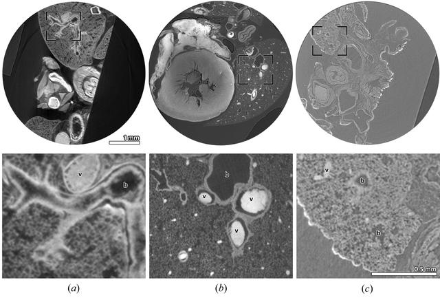 [Figure 1]