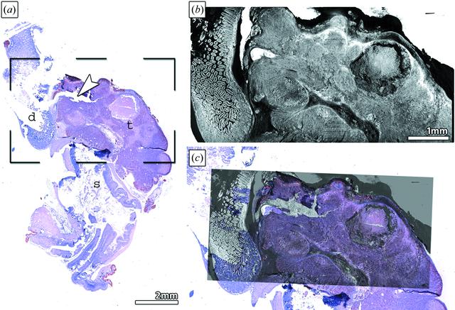 [Figure 3]