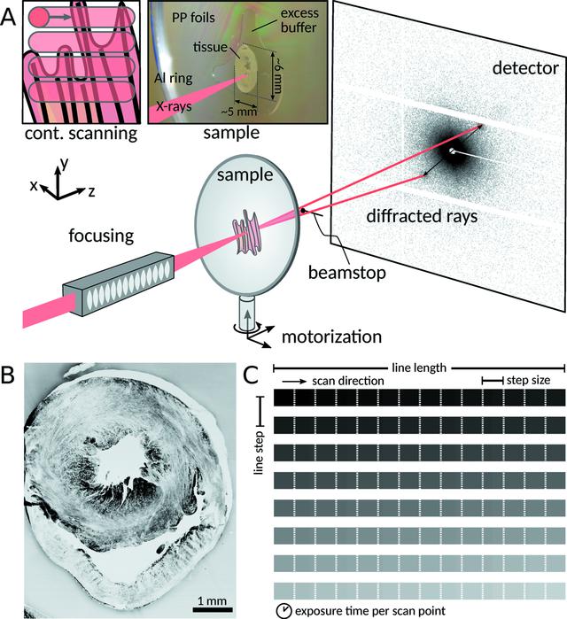 [Figure 1]