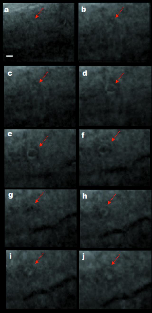 [Figure 6]